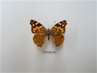 藏品(大紅蛺蝶)的圖片